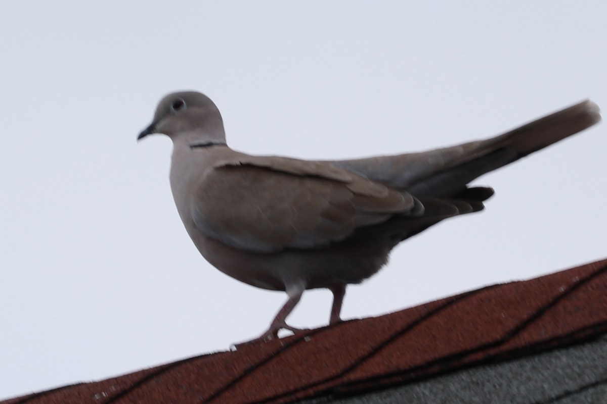 Eurasian Collared-Dove - Zebedee Muller