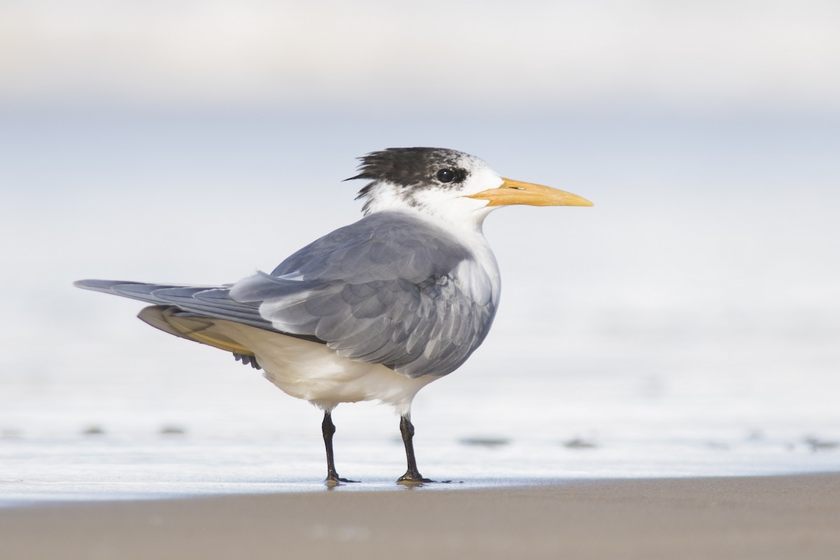 Great Crested Tern - ML165554011