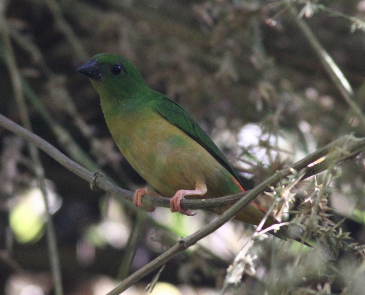 Green-faced Parrotfinch - ML165554601