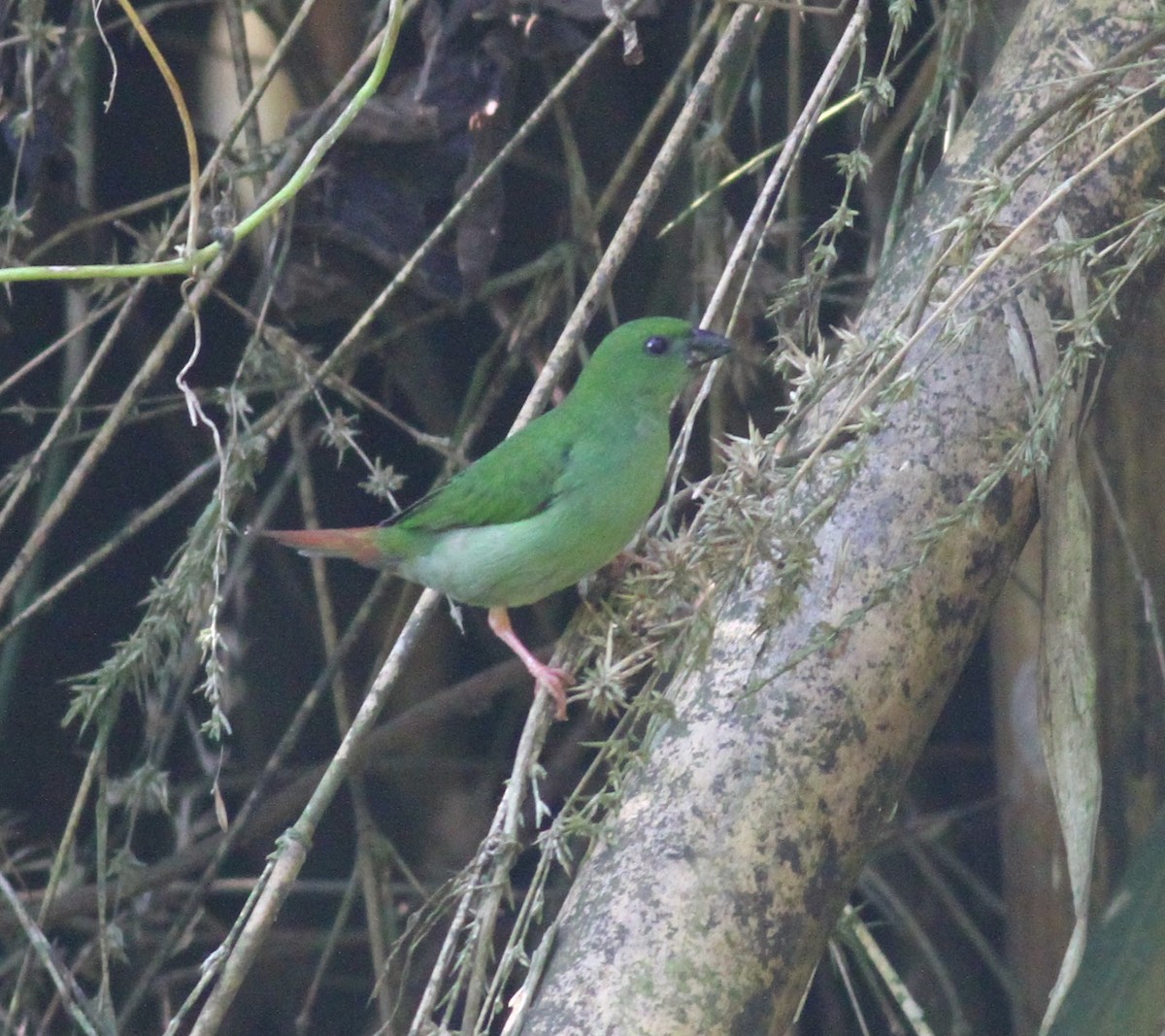 Green-faced Parrotfinch - ML165554621