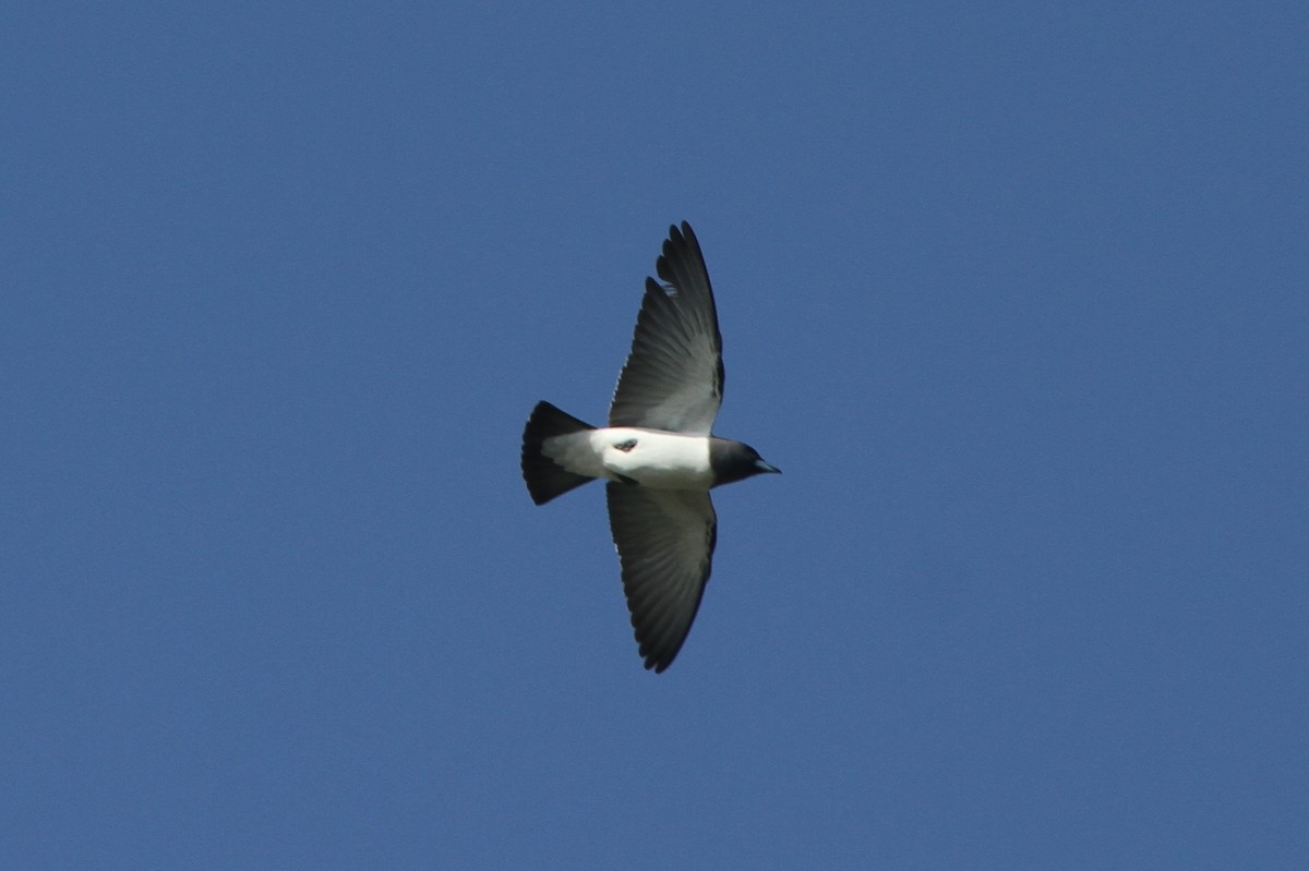 White-breasted Woodswallow - James (Jim) Holmes
