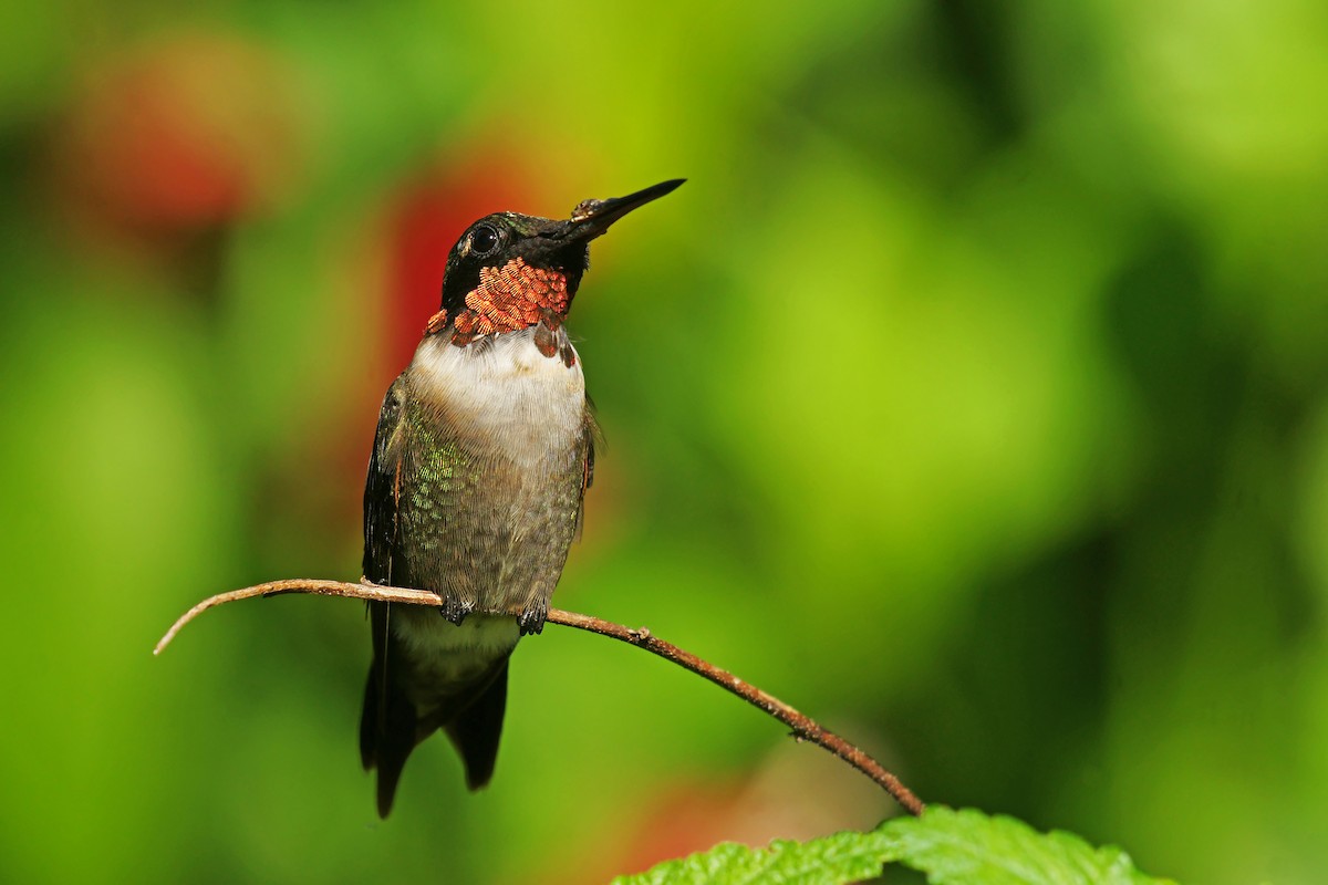 Ruby-throated Hummingbird - David Irving