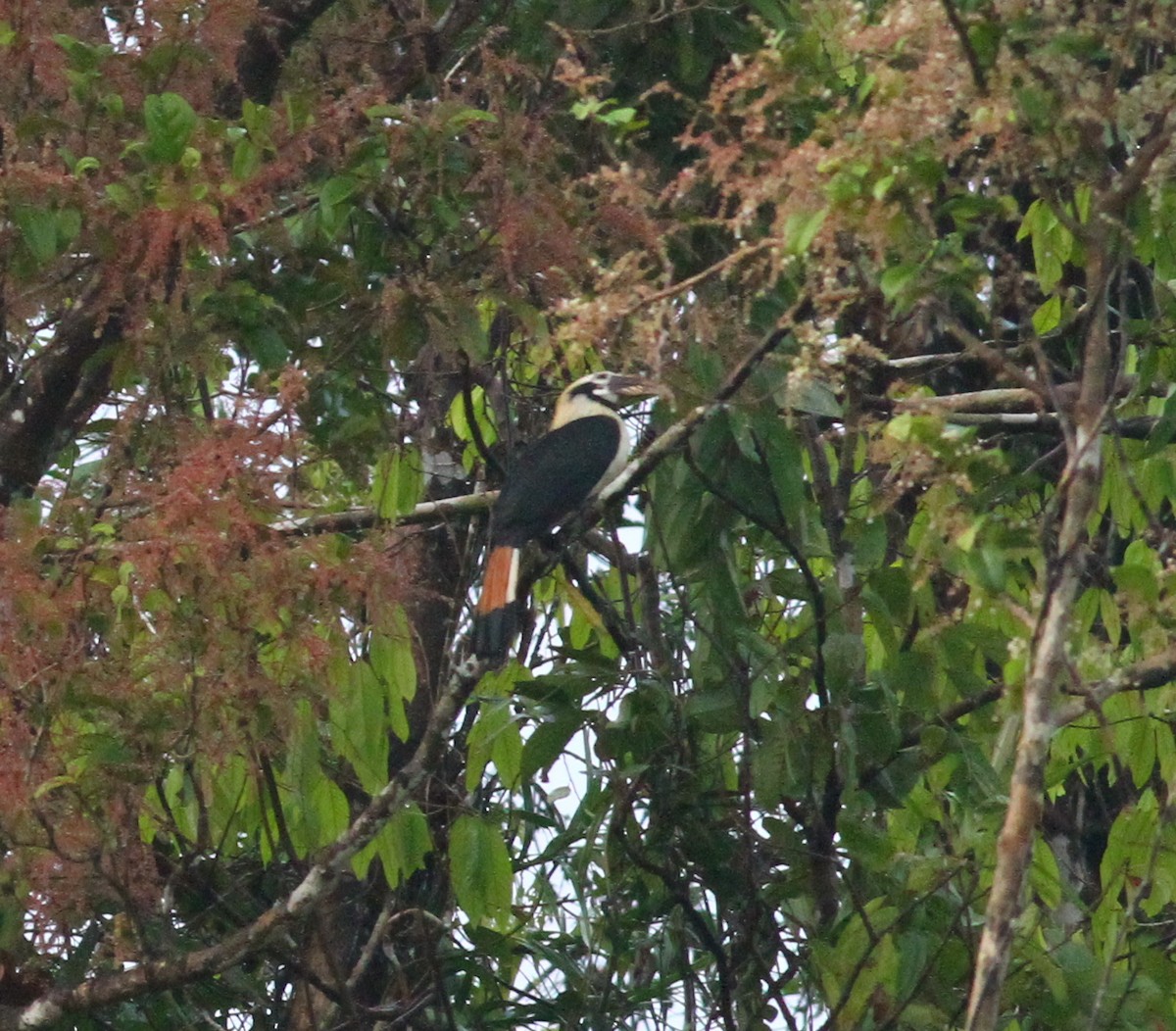 Mindanao Hornbill - Paul Bourdin