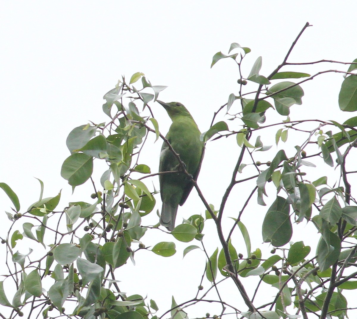 Philippine Leafbird - ML165557641
