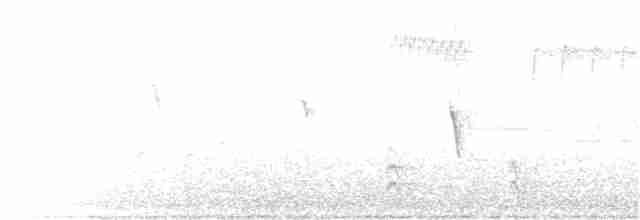 Светлобрюхий фиби - ML165557741
