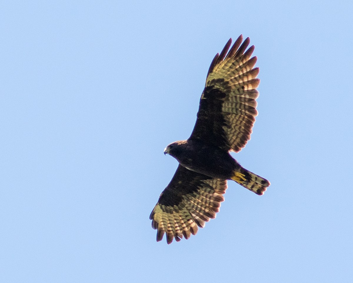 Short-tailed Hawk - Mark and Holly Salvato
