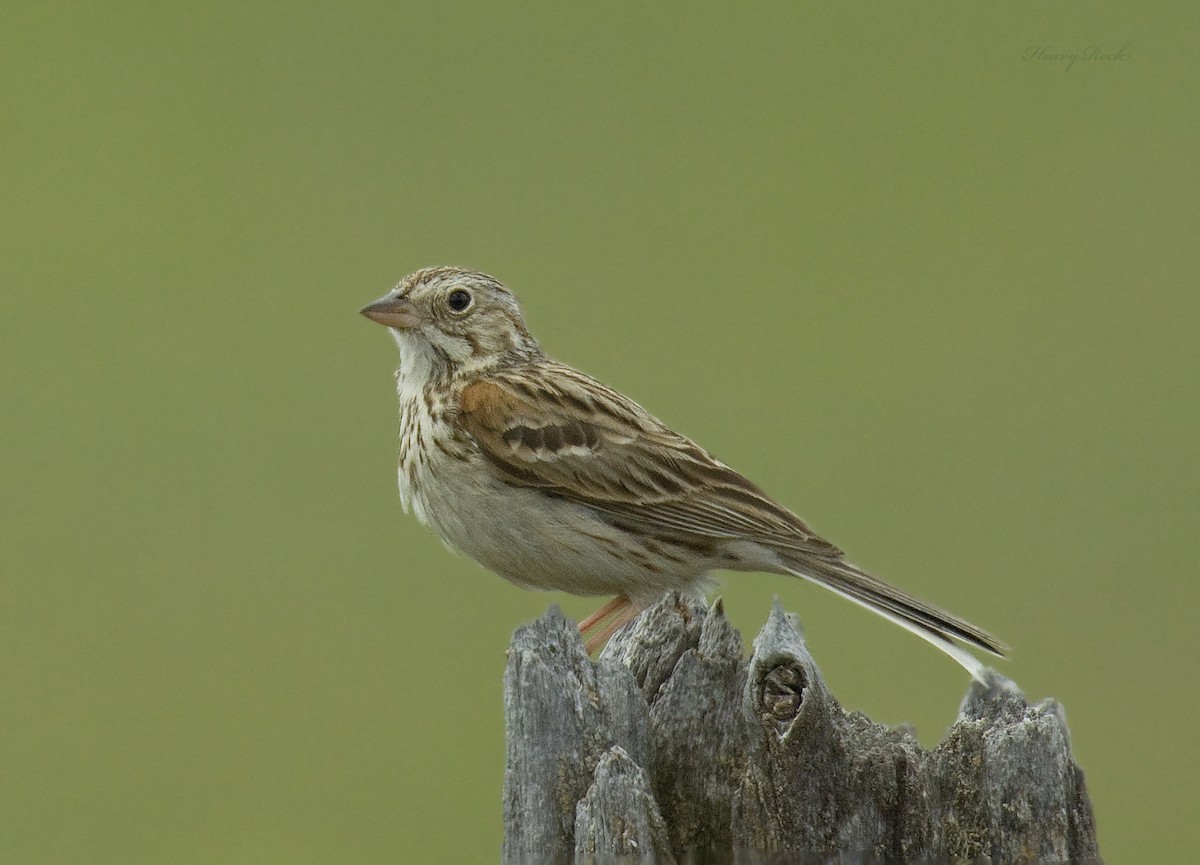 Vesper Sparrow - pierre martin