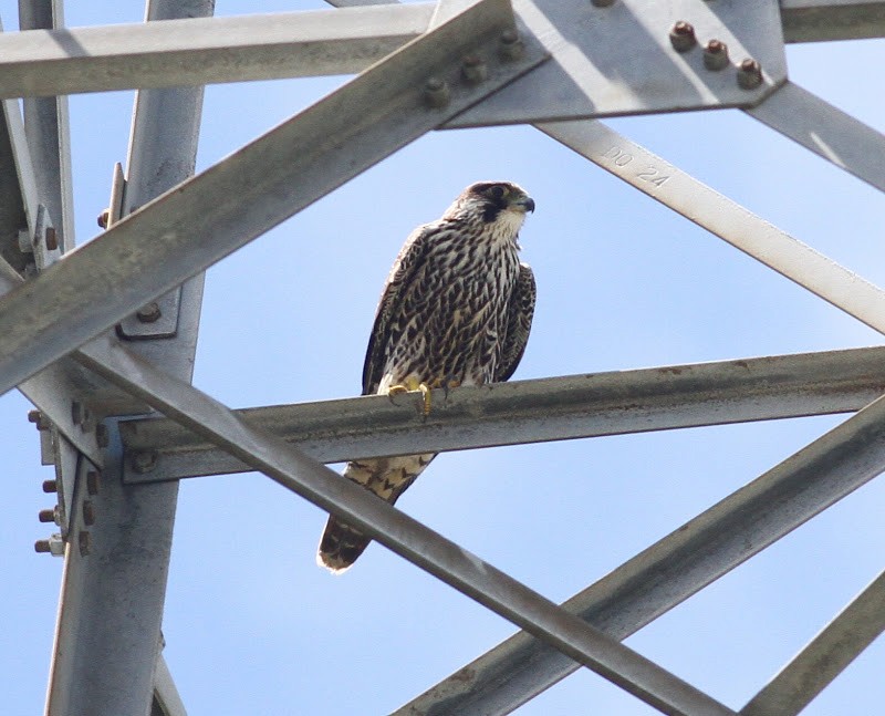 Peregrine Falcon (Tundra) - ML165562521