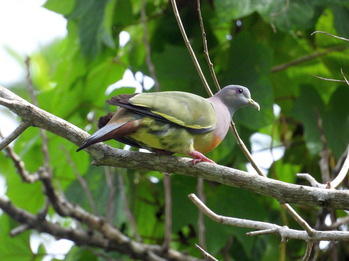Pink-necked Green-Pigeon - ML165563401