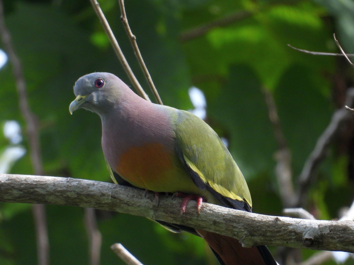 Pink-necked Green-Pigeon - ML165563481