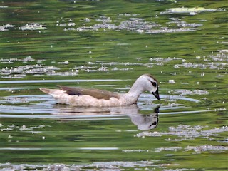 Cotton Pygmy-Goose, ML165565711
