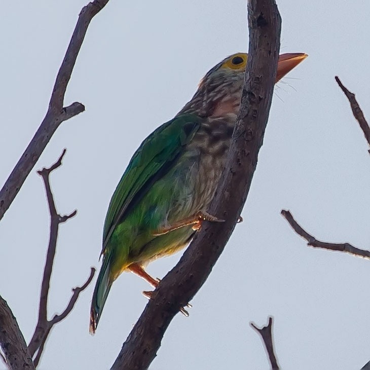 Lineated Barbet - ML165567151
