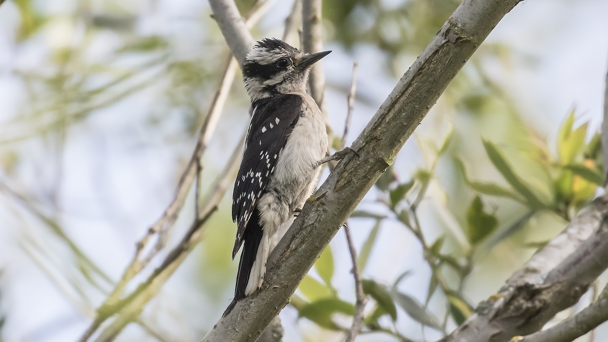 Downy Woodpecker (Pacific) - Eric Ellingson