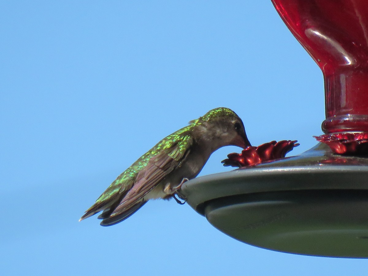 Ruby-throated Hummingbird - Bud Noble