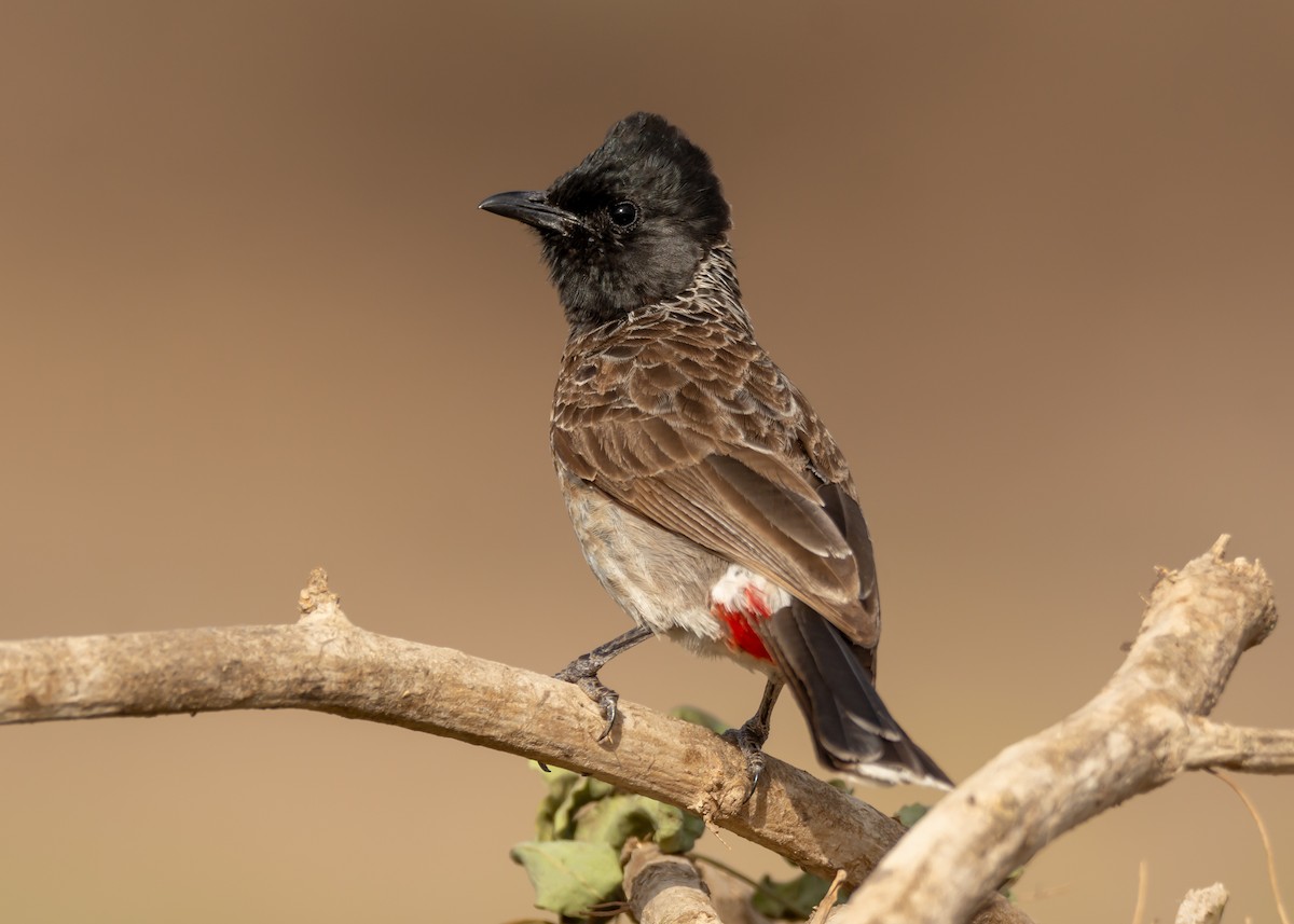 Red-vented Bulbul - ML165574951