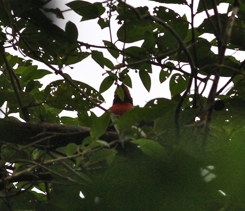 Flame-breasted Fruit-Dove - ML165575241