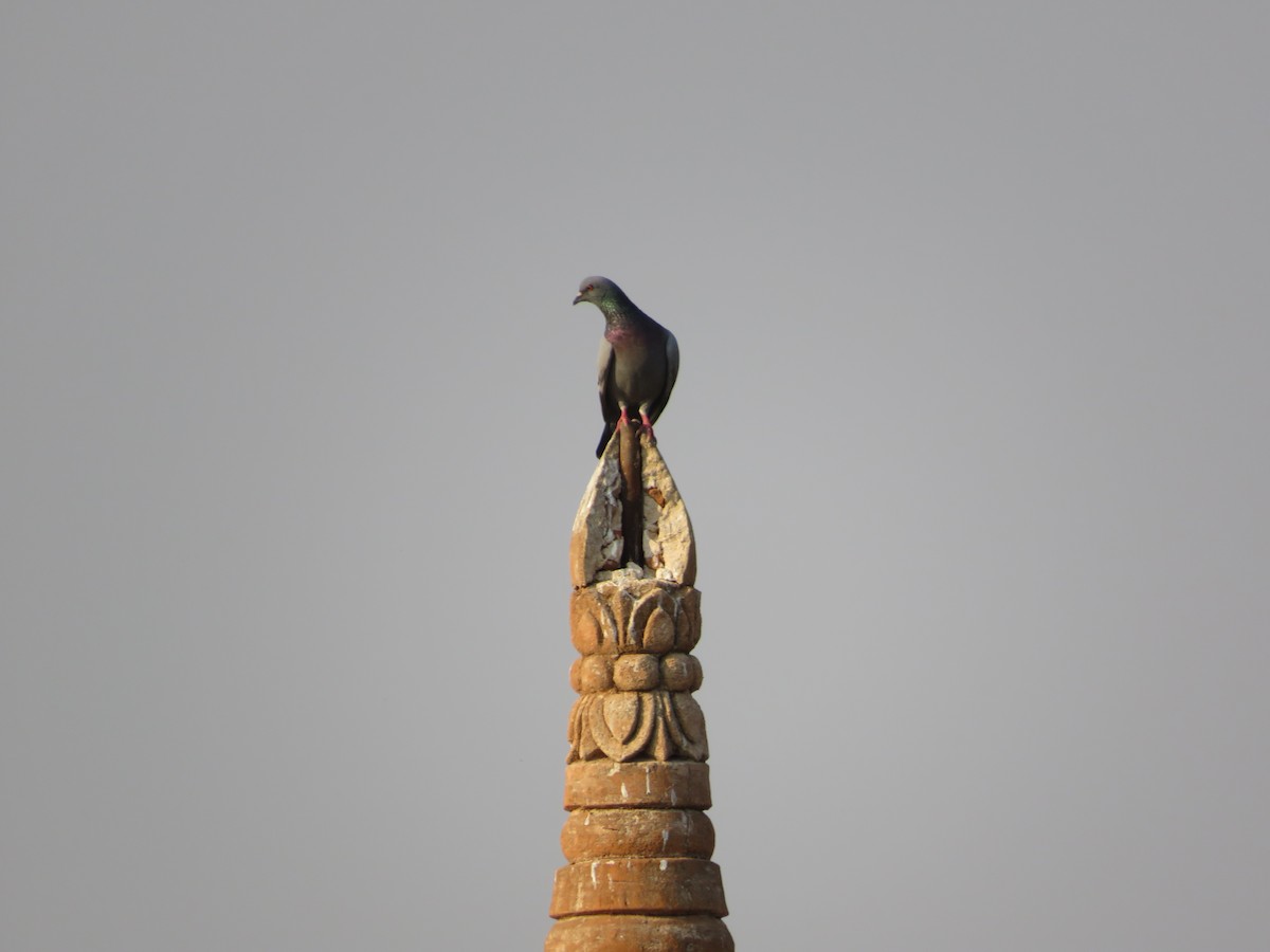 Rock Pigeon (Feral Pigeon) - ML165578671