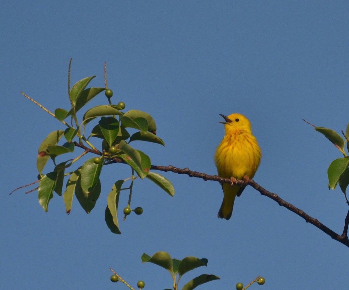 Yellow Warbler (Northern) - ML165580891