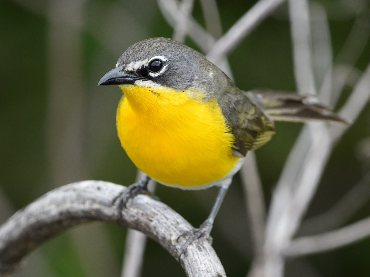 Yellow-breasted Chat - ML165581371