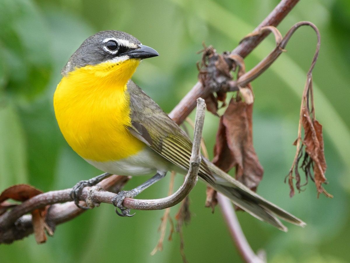Yellow-breasted Chat - ML165581381
