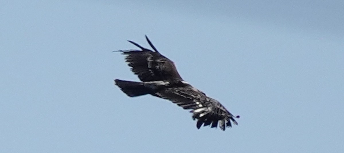 Greater Spotted Eagle - eero salo-oja