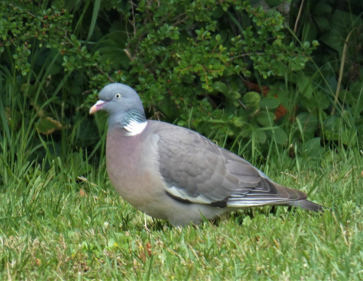Common Wood-Pigeon - ML165582311