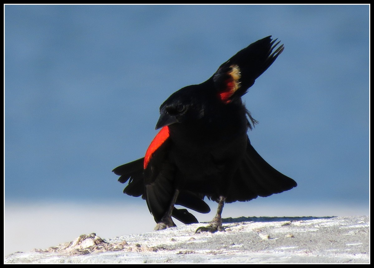 Red-winged Blackbird - Peter Gordon