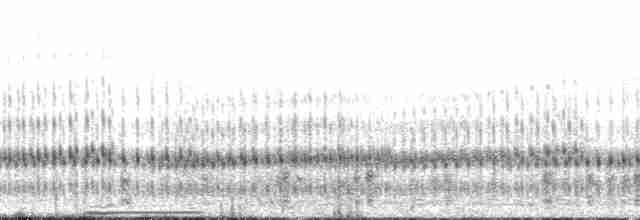 Boreal Chorus Frog - ML165591