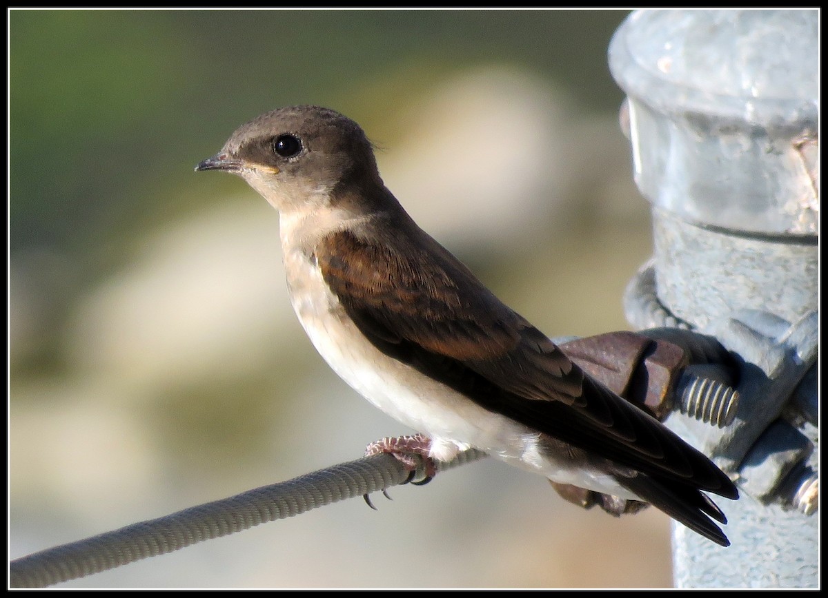 Northern Rough-winged Swallow - Peter Gordon