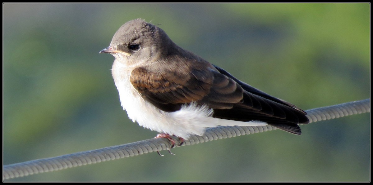 Northern Rough-winged Swallow - ML165591011