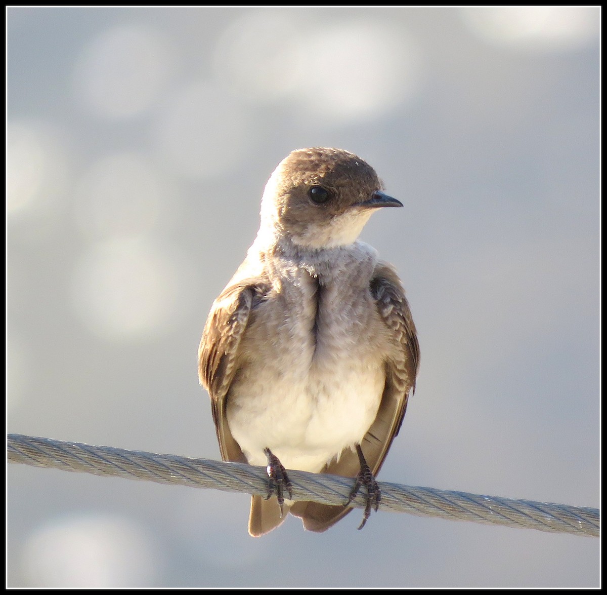 Northern Rough-winged Swallow - ML165592561