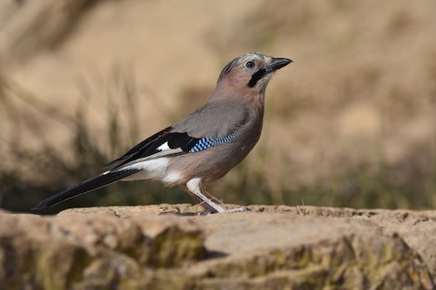 eurasian jay bird, garrulus glandarius, arrendajo, in