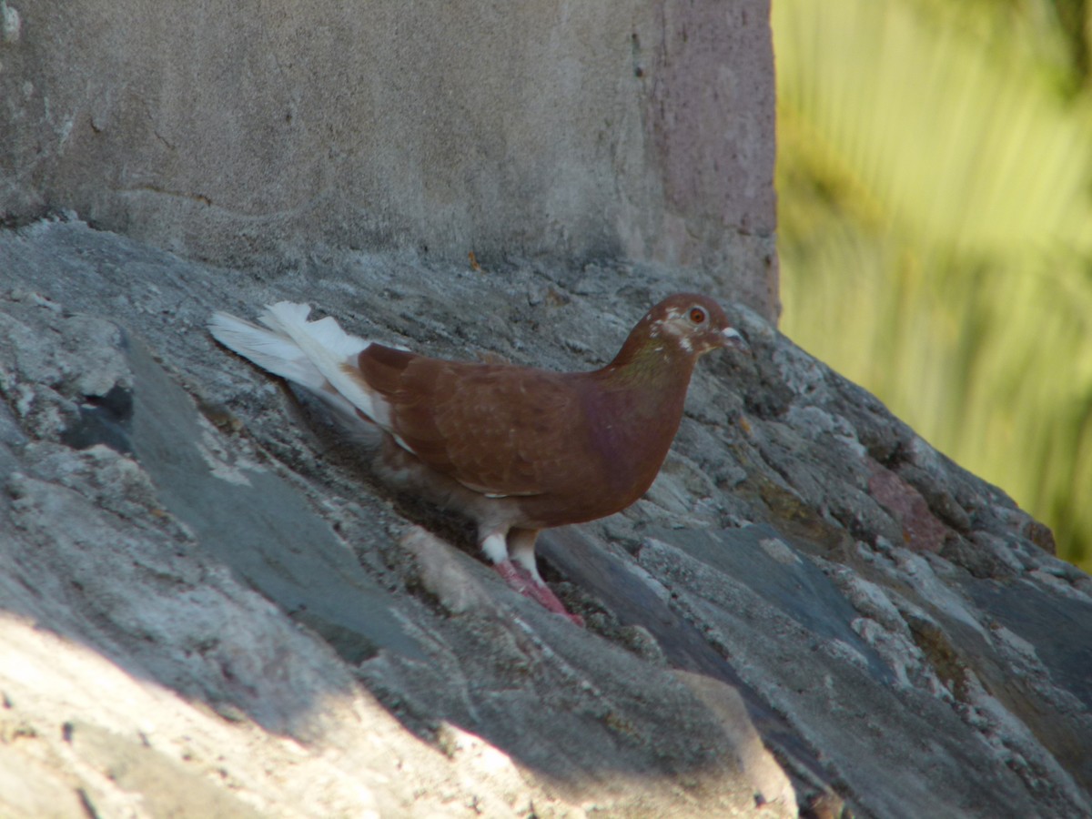Rock Pigeon (Feral Pigeon) - ML165596561