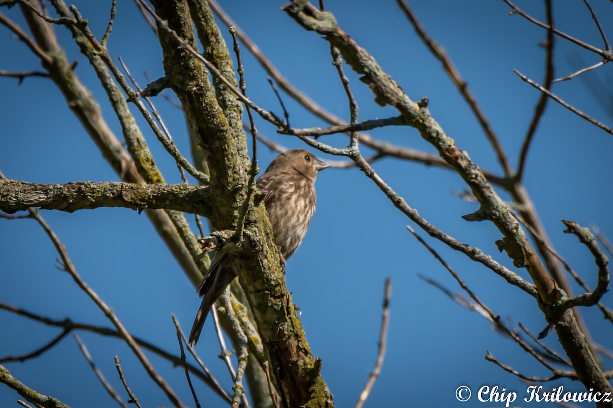 ML165598001 House Finch Macaulay Library   1200