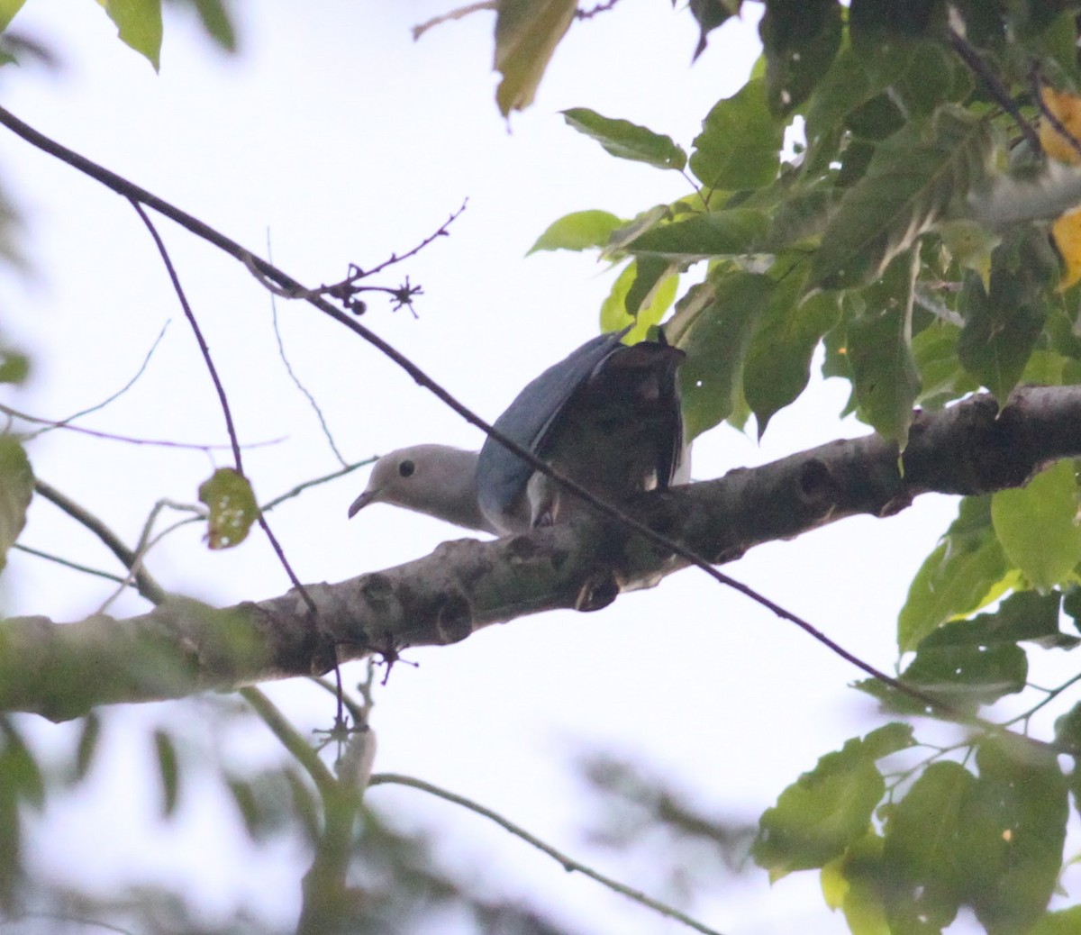 Green Imperial-Pigeon - ML165600981