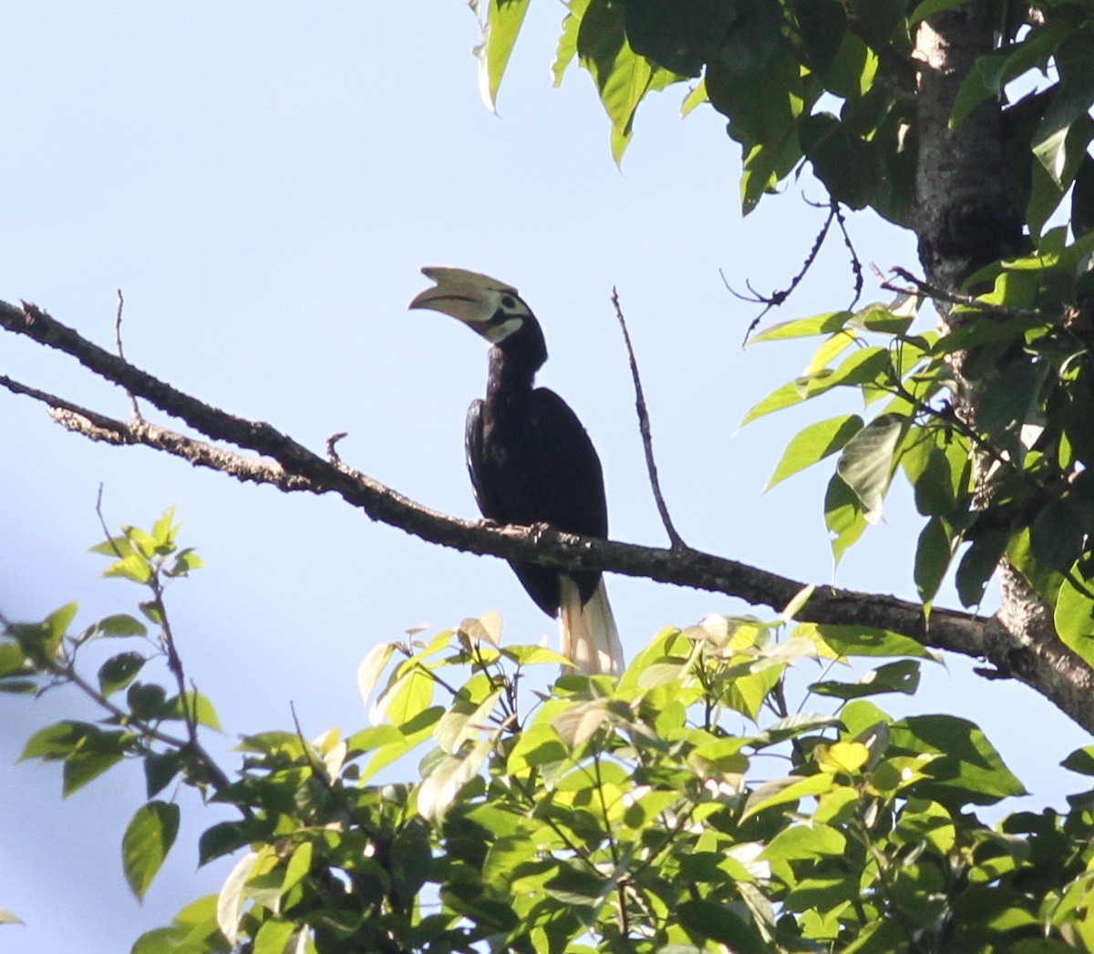 Palawanhornvogel - ML165601081