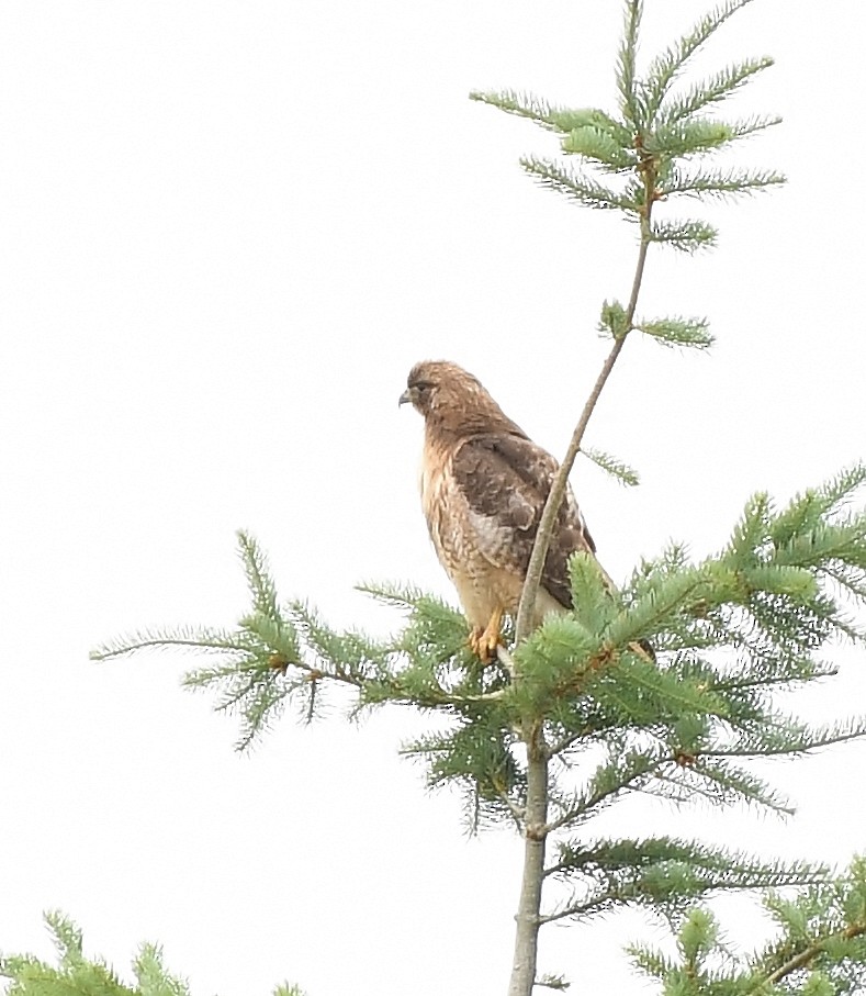 Red-tailed Hawk - ML165602181