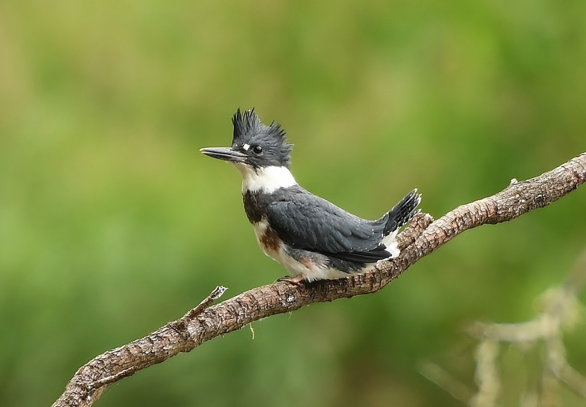 Belted Kingfisher - ML165602241