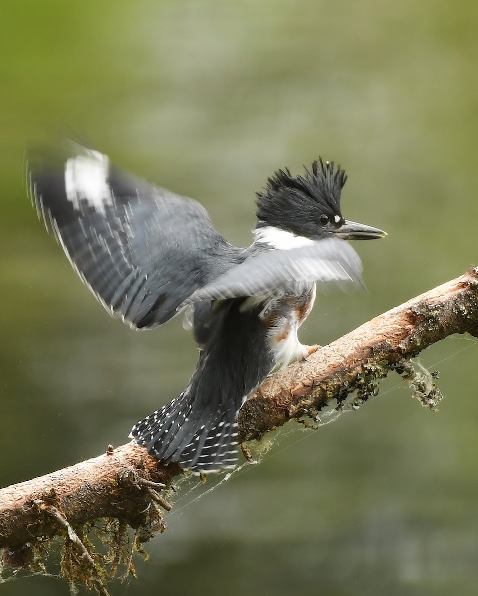 Belted Kingfisher - ML165602291