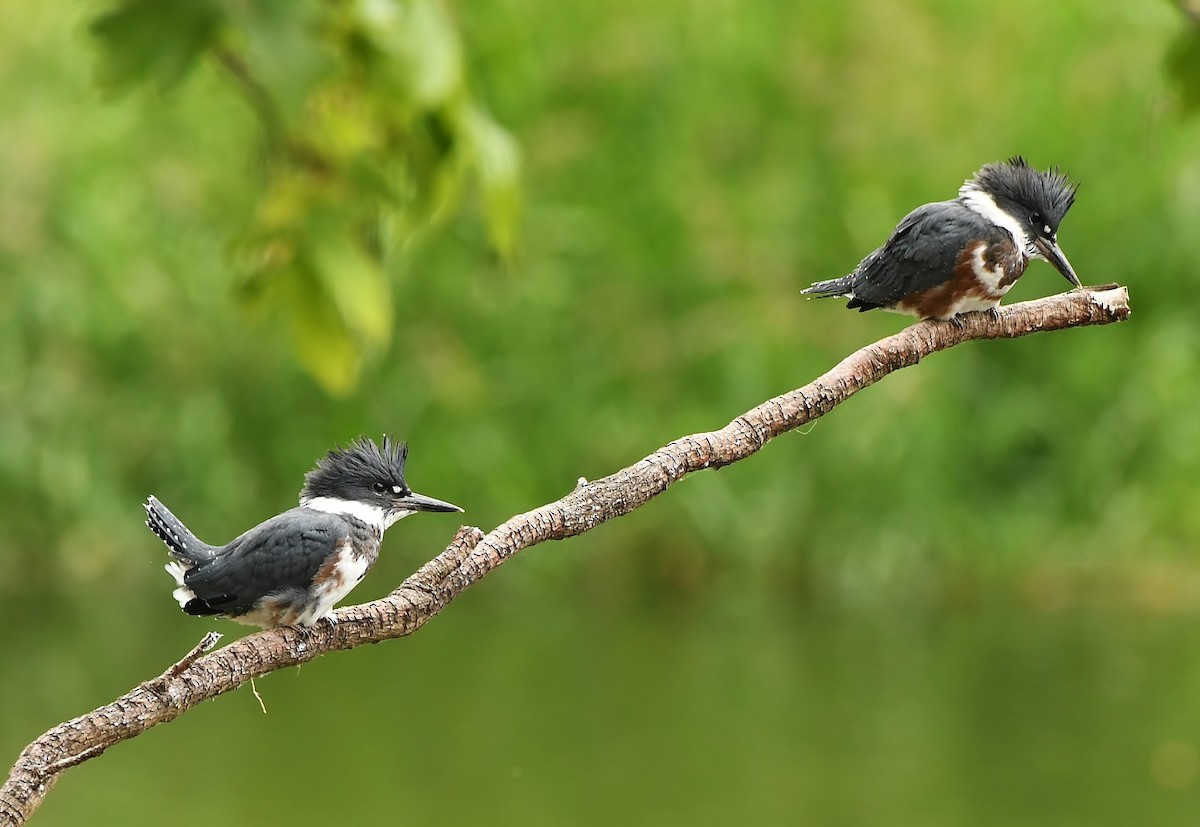 Belted Kingfisher - ML165602381