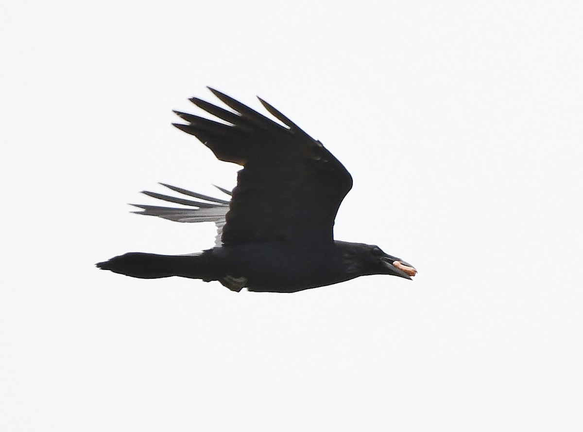 Common Raven - ML165602391