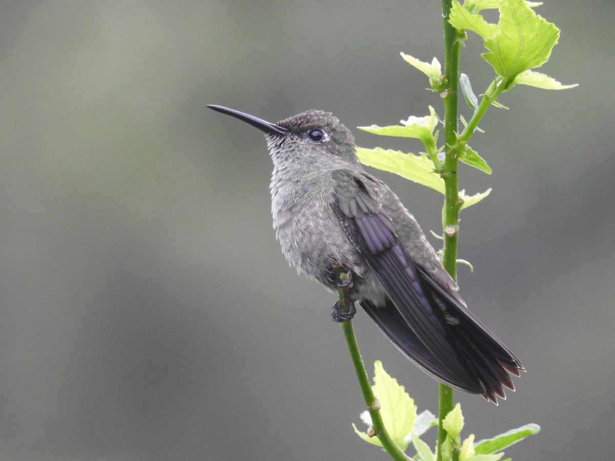 Sombre Hummingbird - Thays Hungria