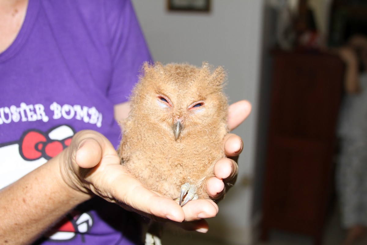 Philippine Scops-Owl - ML165606151
