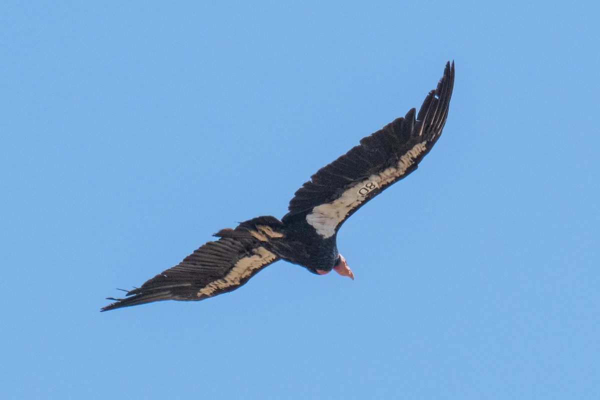 California Condor - ML165606431