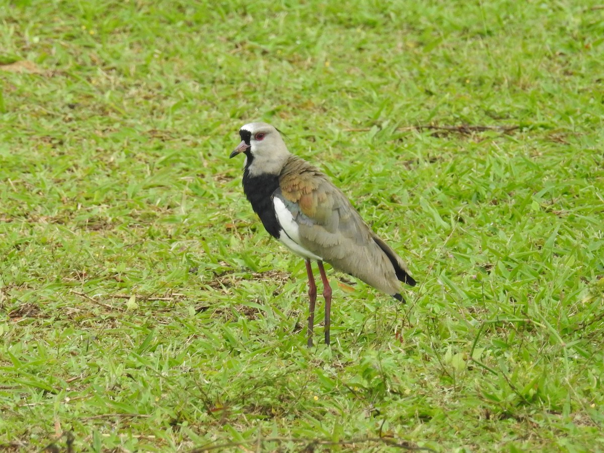 Southern Lapwing - Thays Hungria