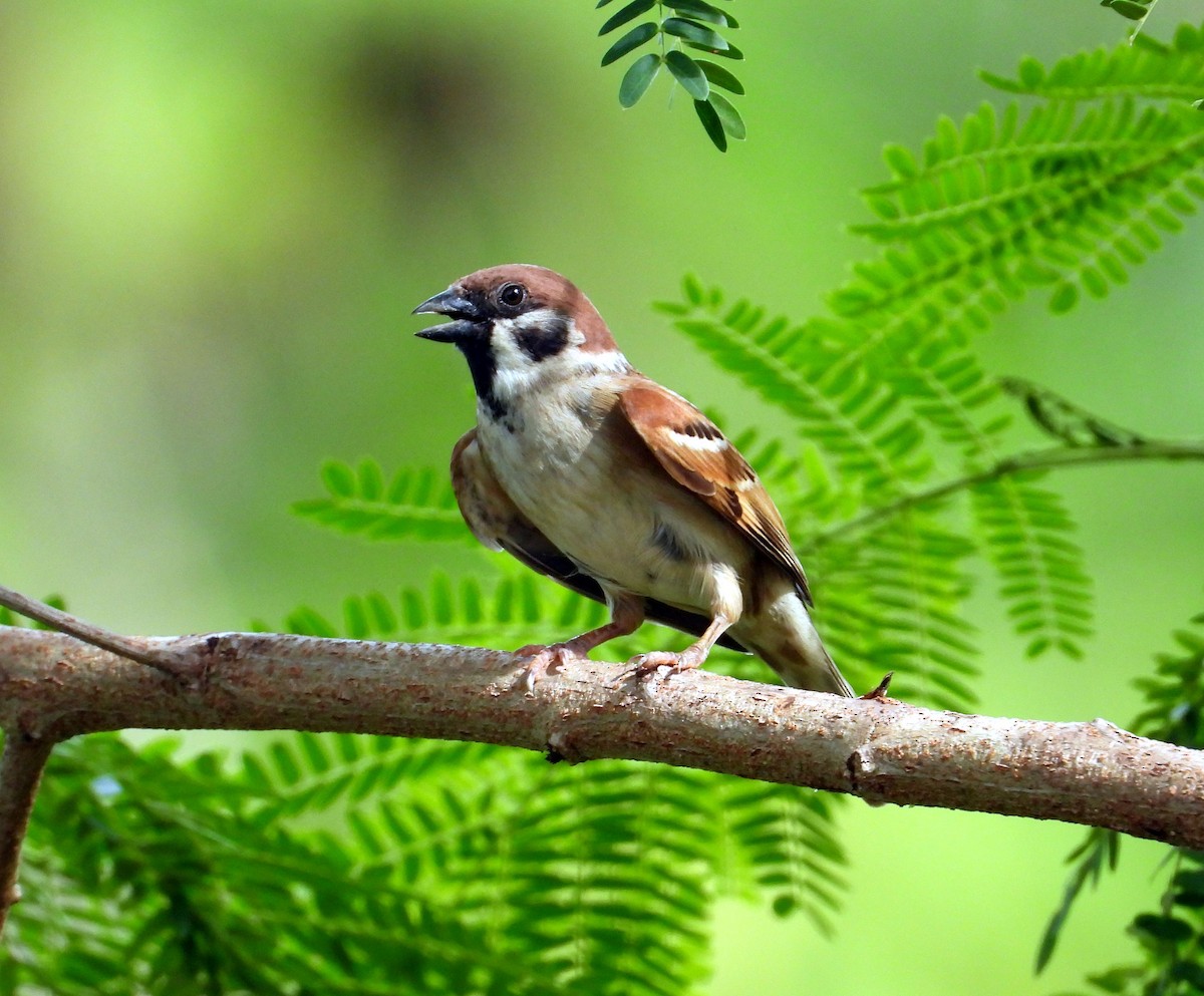 Eurasian Tree Sparrow - ML165616301
