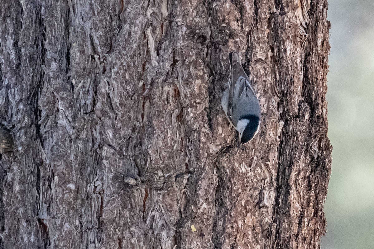 White-breasted Nuthatch - ML165616821