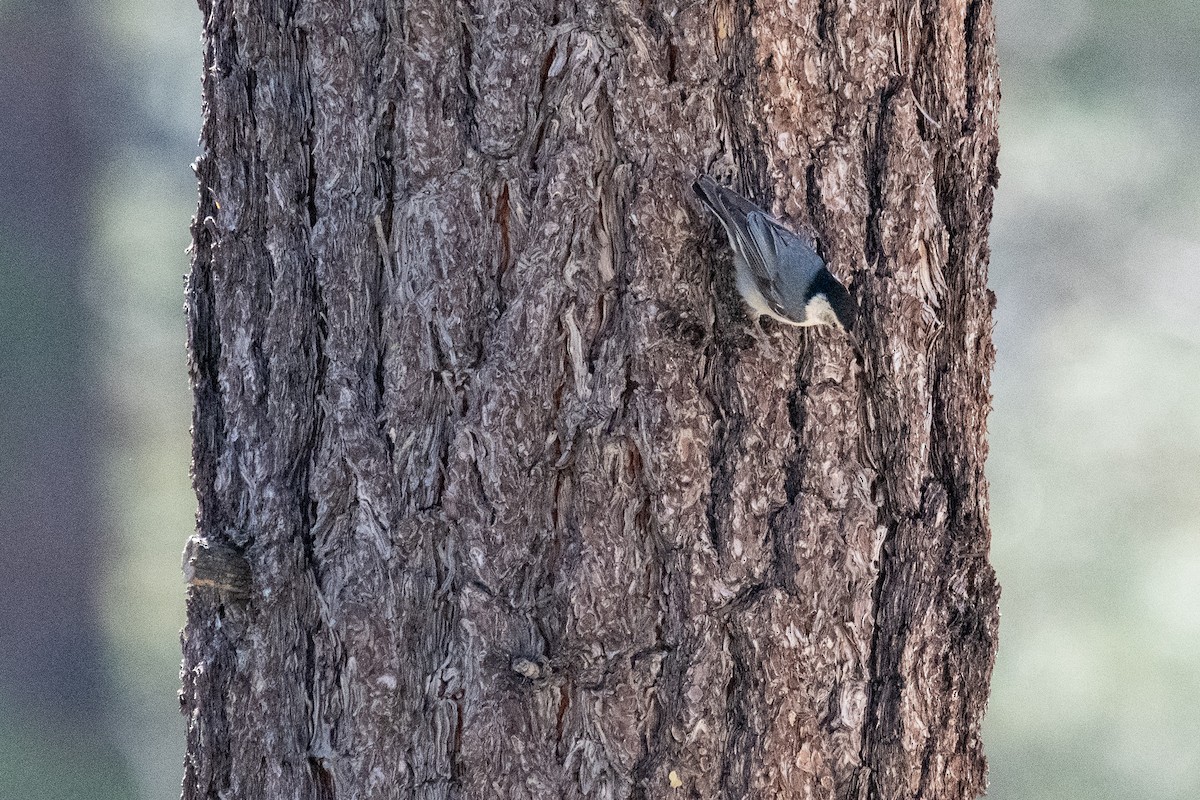 White-breasted Nuthatch - ML165616831