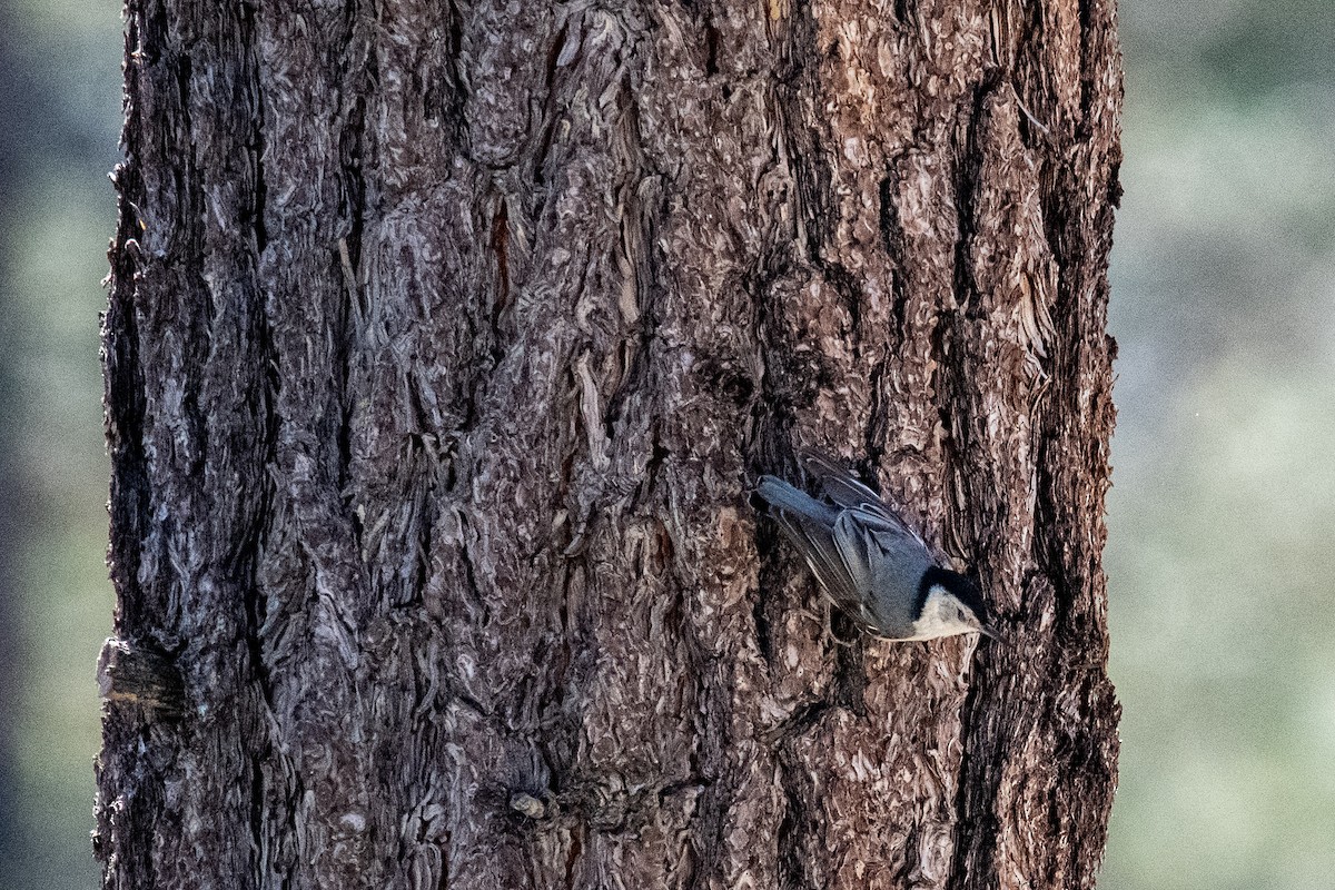 White-breasted Nuthatch - ML165616841