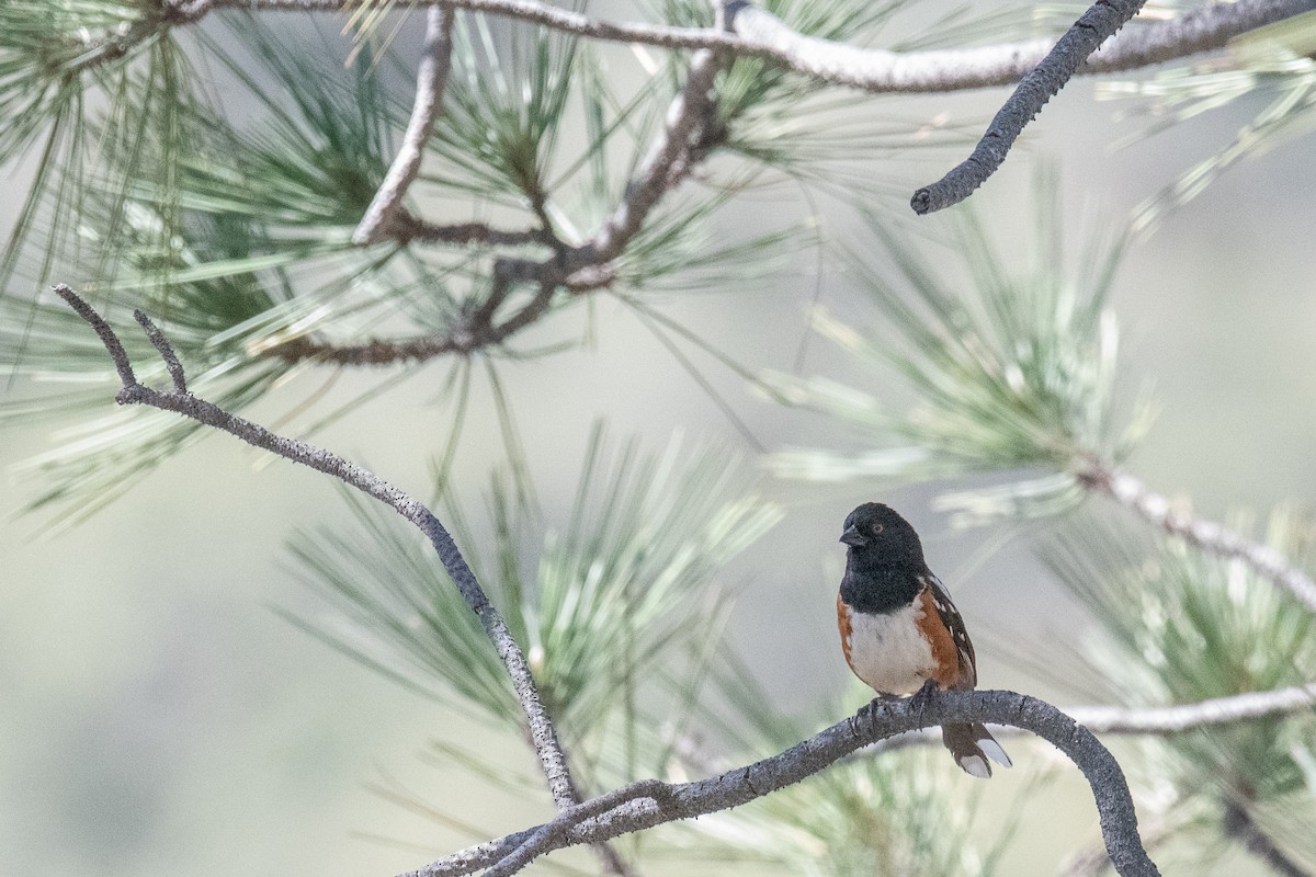 Spotted Towhee - ML165617191